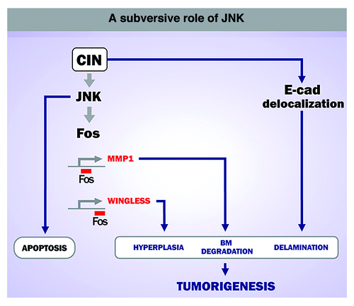 Figure 2. A subversive role of JNK in CIN-induced tumorigenesis. CIN leads to a JNK-dependent apoptotic response to eliminate potentially dangerous cells. When maintained in the tissue, aneuploid cells induce neoplastic growth in a JNK-dependent manner.