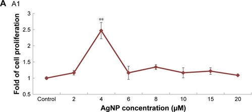 Figure 2 (A) AgNPs increase MSC proliferation and do not reduce cell viability at low concentration. (A1) Cells were cultured with different concentrations of AgNPs for 2 days to test cell proliferation. (A2) Cell viability assay was performed to test the effect of AgNps on MSC. (B) ALP activity (B1) and Alizarin red staining (B2) indicated that AgNPs promote osteogenic differentiation of MSC in vitro. (C) AgNPs promote fracture healing in vivo. Plain X-ray radiograph of the fracture sites; broken line demarcates the unfilled fracture gap (C1). Hematoxylin and eosin staining of the middle section of the fracture site of each treatment group was shown. Broken lines indicate the two ends of the fracture femoral bone (C2). The areas of the facture gap of each treatment groups at different postoperative days were quantified and shown in (C3).Note: Reprinted from Nanomedicine 11(8), Zhang R, Lee P, Lui V C, et al, Silver nanoparticles promote osteogenesis of mesenchymal stem cells and improve bone fracture healing in osteogenesis mechanism mouse model, 1949–1959, Copyright (2015) with permission from Elsevier.Citation77 *P<0.05, **P<0.01.Abbreviations: AgNP, silver nanoparticle; ALP, alkaline phosphatase; MSC, mesenchymal stem cell; m, marrow; nc, new callus; gt, granulation tissue; cm, cartilage matrix.