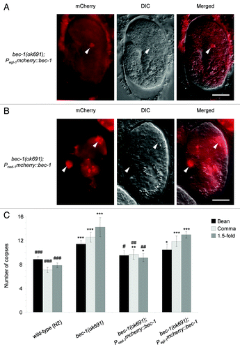 Figure 5. Partial rescue of corpse clearance defect of bec-1(ok691) mutant animals by ced-1 promoter-driven expression of bec-1, but not egl-1 promoter-driven expression of bec-1. (A) Representative immunofluorescence micrographs showing the expression of Pegl-1 mcherry::bec-1 (left) with the corresponding DIC (middle) and merged (right) images in a bec-1(ok691). The embryo was stained with anti-dsRed antibodies. (B) Representative micrographs of Pced-1 mcherry::bec-1 expression in a bec-1(ok691) embryo. mCherry fluorescence is shown in the left panel, with the corresponding DIC image in the middle, and merged image in the right panel. For (A and B), arrowheads denote representative cells with MCHERRY::BEC-1 expression. (C) Quantification of apoptotic corpse numbers detected by DIC microscopy in the head region during bean, comma and 1.5-fold stages of embryogenesis. Bar graph shows mean ± s.e.m. for at least 20 embryos for each genotype at each stage. Pced-1 was used to drive the expression of N′ mCherry-fused bec-1 full-length cDNA in cells capable of engulfment. Pegl-1 was used to drive the expression of mcherry::bec-1 in cells undergoing apoptosis. *p < 0.05, **p < 0.01, ***p < 0.001 represent statistical comparison vs. wild-type embryos and #p < 0.05, ##p < 0.01, ###p < 0.001 represent statistical comparison vs. bec-1(ok691) embryos; t-test. Scale bars: 10 μm.