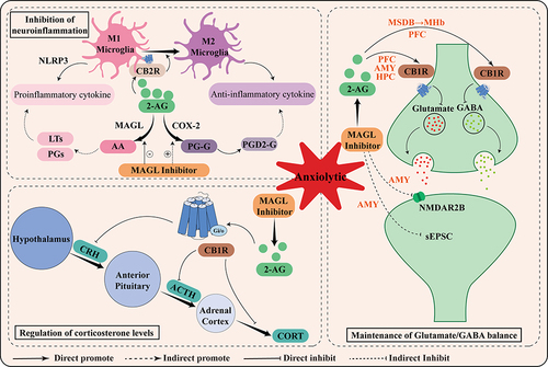 Figure 2 Schematic representation of the mechanism of anxiolytic action mediated by MAGL inhibitors. Briefly, the anxiolytic effects of MAGL are related to its maintenance of Glutamate/GABA balance, inhibition of neuroinflammation, and regulation of corticosterone levels.