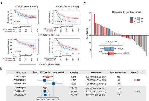 Figure 4. Association between APOBEC3B expression and therapeutic responsiveness in gastric cancer. A, For stage II or III patients (n = 345), Kaplan–Meier curves with univariate Cox analysis displayed responsiveness to fluorouracil-based adjuvant chemotherapy (ACT) in subgroups stratified by APOBEC3B expression. B, Forest plots showed the prognostic impact of ACT in different subgroups. Univariate Cox analysis was applied. ACT prolonged overall survival of TNM stage II GC patients with APOBEC3B enrichment (P = .017, HR: 0.32), and GC patients in TNM stage III (P < .001, HR: 0.33). Receiving ACT did not significantly impact OS in TNM stage II GC patients with low APOBEC3B expression (P = .902, HR: 1.08) C, Waterfall plot showed responsiveness to pembrolizumab according to APOBEC3B expression (unpaired t test). PR: partial response, CR: complete response, SD: stable disease, PD: progressive disease. *P < .05, **P < .01, ***P < .001, ns refers to not significant. All presented P values were two-tailed