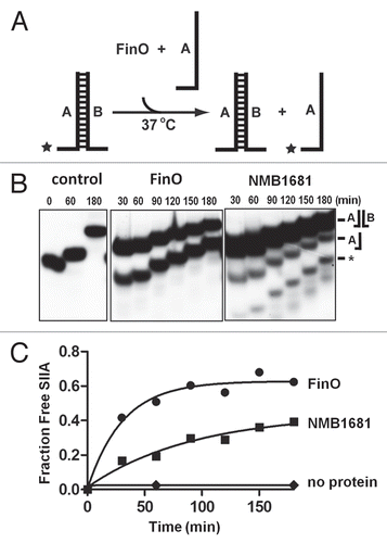 Figure 3 RNA strand exchange activity of NMB1681. (A) Schematic diagram of the strand exchange assay. A two-stranded mimic of FinP SLII (SIIA/B) in which the (A) strand is labeled with 32P (*), is challenged with an excess of unlabeled SIIA. Exchange of the labeled SIIA from duplex to single strand is monitored by gel electrophoresis. (B) Strand exchange of NMB1681 was compared to FinO or a no protein control over a 180 min. time course utilizing continuous native gel electrophoresis. The positions of the duplex and single stranded species are indicated, as well as degradation species (*). (C) Using data from (B) (averaged from two independent experiments), the fraction of exchanged (released) SIIA was fit to a first order exponential giving rates of strand exchange of 0.032 ± 0.007 min−1 and 0.011 ± 0.004 min−1 for FinO and NMB1681 respectively.