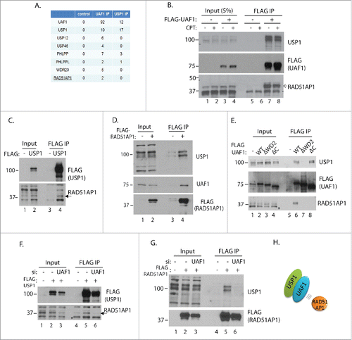 Figure 2. USP1 and UAF1 interact with RAD51AP1. A. 500 ml cultures of HeLa S3 cells expressing FLAG-UAF1 or USP1 were processed for anti-FLAG immunoprecipitation, followed by mass spec analysis. Shown is the #unique peptides identified from one experiment. B. HeLa S3 cells expressing FLAG-UAF1 were treated with or without CPT (2 uM) for ∼12 hours, then harvested for anti-FLAG IP and blotted with indicated antibodies. C. 293T cells were transfected with 3xFLAG-USP1 plasmid, followed by anti-FLAG IP and anti-RAD51AP1 western blot. D. 293T cells were transfected with 3xFLAG-RAD51AP1 plasmid, followed by anti-FLAG IP, and the western blotting with indicated antibodies. E. 293T cells were transfected with the indicated pcDNA-FLAG-UAF1 plasmids that were described previouslyCitation26,47; ΔWD2 mutant is deleted of the 2nd WD40 domain, and ΔC mutant is deleted of the C-terminal 43 amino acids) followed by anti-FLAG IP, and the anti-RAD51AP1 western blot. Note that *bands indicate a cross-reactive unknown protein. F. 293T cells were transfected with UAF1 siRNA, followed by transfecting 3xFLAG-USP1 plasmids. Anti-FLAG IP was performed using the harvested cells. G. Similar to (F), anti-FLAG-UAF1 IP was performed. H. Model: UAF1 mediates the interaction between USP1 and RAD51AP1.