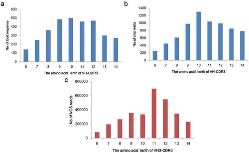 Figure 1. The length distribution of CDR-H3 variants and CDR-H3 library.(a) Length distribution of CDR-H3 variants. Sequences of human and mouse antibodies from the Absys database are analyzed. (b) Synthesis of two CDR-H3 libraries (6–10aa and 11–14aa). Approximately 7200 degenerate oligos for each library are synthesized by one microchip (LC Sciences). (c) Length distribution of CDR-H3 libraries by NGS. Sequence frequencies are calculated from 2 Gb Illumina data for VH3 library.