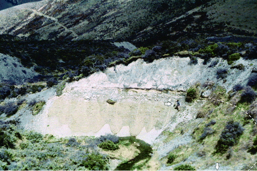 Figure 8  View of the exposed contact between the Acheron rock avalanche deposit and the underlying terrace surface (person arrowed for scale), described in Burrows (Citation1975). The location of the buried tree radiocarbon sample (Wk 12094; also referred to as site two), is along the continuation of the contact (see dashed line) below the bottom right of the photograph (second arrow indicates location).