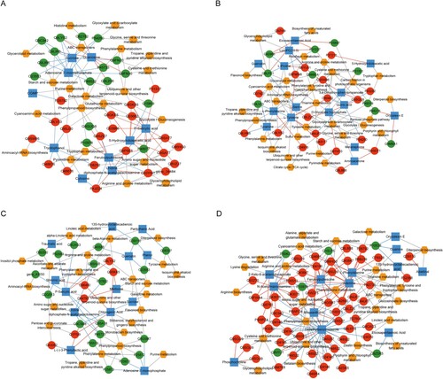 Figure 4. Differentially expressed genes-KEGG pathway-differential metabolites network in (A) NS vs NW, (B) TS vs NS, (C) TS vs TW, and (D) TW vs NW TW, tobacco group subjected to topping treatment only; TS, tobacco group treated by topping and 0.6 mM SA; NS, tobacco group only receiving 0.6 mM SA; NW, control group. The red circle represents the up-regulated protein, the green circle represents the down-regulated protein, the orange hexagon represents the pathway, the blue square represents the metabolite, the red line represents the positive correlation, and the green line represents the negative correlation.