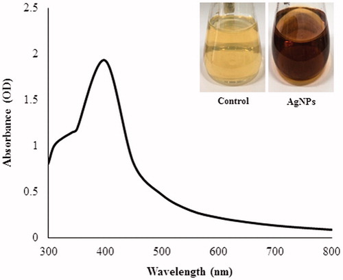 Figure 1. UV–vis spectra of reaction mixture containing silver nanoparticles.