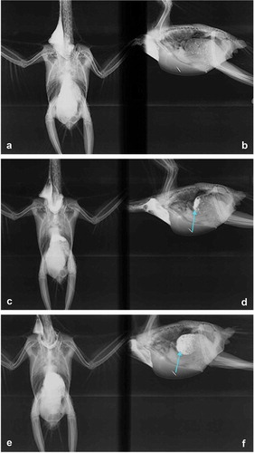 Figure 3. X-ray performed on the parrot case number B261018, using barium contrast. (a) Dorsal-ventral view and (b) side-to-side view after the introduction of barium contrast in the crop (marked with the blue arrow). (c) Dorsal-ventral view and (d) side-to-side view of the diffusion start of barium contrast in the proventriculus. (e) Dorsal-ventral view and (f) lateral-lateral view allowing the visualization of the diffusion of barium contrast throughout the proventriculus, highlighting its delineation, which revealed a severe dilatation (marked with the blue arrow).