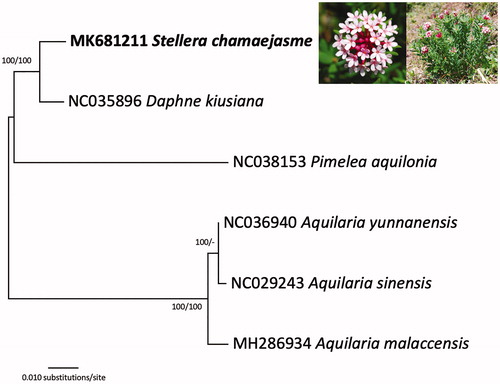 Figure 1. A Neighbor-joining (with 10,000 bootstrap replicates) phylogenetic tree of six Thymelaeaceae chloroplast genomes, specifically Stellera chamaejasme (MK681211 in this study), Daphne kiusiana (NC035896), Pimelea aquilonia (NC038153), Aquilaria yunnanensis (NC036940), Aquilaria malaccensis (MH2866934), and Aquilaria sinensis (NC029243). The phylogenetic tree based on the Maximum-likelihood method (with 1,000 bootstrap replicates) was identical to the NJ tree. The numbers above the branches indicate the corresponding bootstrap support values from the Maximum-likelihood and Neighbor-joining methods.