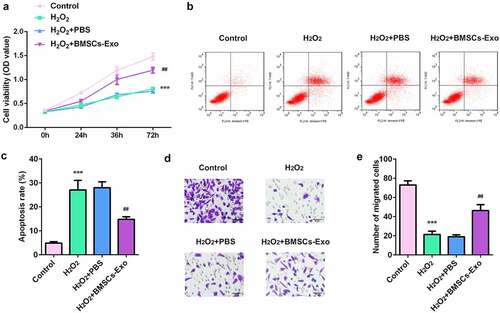 Figure 3. The effects of BMSC-exos on the proliferation, apoptosis and migration of HaCaT cells damaged by H2O2. (a) The cell viability of HaCaT cells was measured by MTT assay. (b) Cell apoptosis of HaCaT was determined by flow cytometry. (c) The cell migration ability of HaCaT cells was analyzed by transwell assay. ***P < 0.001 vs. control, ##P < 0.01 vs. H2O2 + PBS group