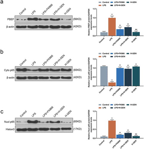 Figure 3. Effects of genistein on PBEF and NF-κB pathway protein.(a) High concentration of genistein treatment alone had no significant effect on PBEF expression. LPS up-regulated the expression of PBEF, while high concentration of genistein and FK866 decreased PBEF expression by western blot (WB) analysis. (b–c) High concentration of genistein treatment alone had no significant effect on p65 expression. LPS up-regulated nuclear p65 and down-regulated cytoplasmic p65, H-GENISTEIN and FK866 down-regulated nuclear p65 and up-regulated cytoplasmic p65 western blotting analysis. **p < 0.001 vs. Control; ##p < 0.001 vs. LPS; ΦP<0.05, ΦΦP<0.001 vs. LPS + H-GENISTEIN.