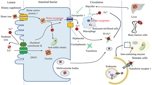 Figure 1. The iron cycle and metabolism. Iron is obtained from the diet in the form of heme or nonheme iron and is absorbed by enterocytes while Fe3+ is reduced to Fe2+ by reductase before being absorbed by the receptor DMT1. Macrophages phagocytose senescent blood cells, degrade heme via heme oxygenase and release free iron. The absorbed iron is then either stored in ferritin, used for the biosynthesis of iron-sulfur clusters, or exported by ferroportin1 with a multi-copper ferroxidase such as ceruloplasmin, which oxidizes Fe2+ to Fe3+ in the plasma membrane. Iron can also be exported with ferritin by multivesicular bodies. Iron in the blood is bound to transferrin, forming an iron-transferrin complex. This complex is transported to the liver for storage, to bone marrow cells for heme synthesis, and to other tissues for the synthesis of iron-containing enzymes. Cells take up iron through transferrin receptor 1-mediated endocytosis. Fe3+ is liberated from transferrin and subsequently reduced to Fe2+ by endosomal reductases. Hepcidin, secreted by the liver, either inhibits the degradation of ferroportin1 or directly blocks the channel, allowing iron to accumulate within the cell. DMT1, divalent metal-ion transporter-1.