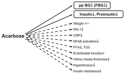 Figure 2 Direct (−) and indirect (---) effects of acarbose on different hormonal, metabolic, and inflammatory variables. Copyright © 2009, Bentham Science Publishers. Adapted from Rosak C, Mertes G. Effects of acarbose on proinsulin and insulin secretion and their potential significance for the intermediary metabolism and cardiovascular system. Curr Diabetes Rev. 2009;5:157–164.Citation7