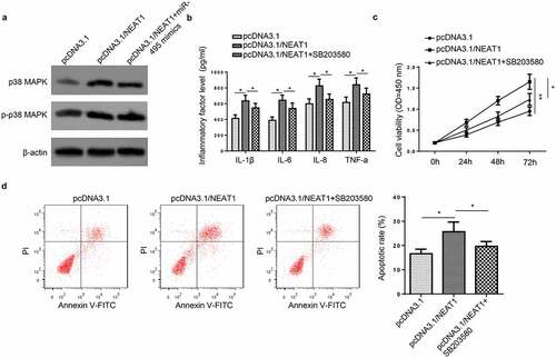 Figure 5. NEAT1 activates p38 MAPK signaling pathway by targeting miR-495 in LPS-treated HMEECs