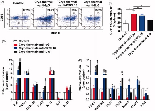 Figure 4. CXCL10 and IL-6 induced by cryo-thermal therapy regulated functional and phenotypic characterization of DCs. (A and B) On day 14 after the treatment, the splenocytes were harvested from the mice in cryo-thermal + anti-IgG, cryo-thermal + anti-CXCL10, cryo-thermal + anti-IL-6 and the control groups, then the percentage of CD11c+CD86+MHC II+ DCs was analyzed by flow cytometry. All data were shown as mean ± SD. *p < .05. Data for bar graphs were calculated using one-way ANOVA. (C) The mRNA expression level of proinflammatory cytokines in splenic CD11c+ cells was measured by real-time PCR. (D) The mRNA expression level of immunosuppressive molecules in splenic CD11c+ cells was measured by real-time PCR. Data were shown as mean ± SD. Data for bar graphs were calculated using two-way ANOVA. Each value of *p < .05 or **p < .01 or ***p < .001 was considered to be statistically significant compared with the control group, &p < .05, &p < .01 and &&&p < .001 was considered to be statistically significant compared with cryo-thermal + anti-IgG group.