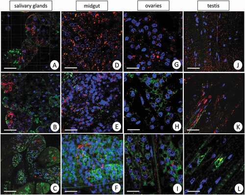 Figure 5. Mitochondrial potential in the L. forficatus organs. Active mitochondria with a high membrane potential (red signals), inactive mitochondria with a low membrane potential (green signals), nuclei (blue signals). JC–1 cationic dye, DAPI staining. Confocal microscope. (a) salivary glands in the C group. Scale bar = 16 µm. (b) salivary glands in the Cd1 group. Scale bar = 16 µm. (c) salivary glands in the Cd2 group. Scale bar = 20 µm. (d) midgut in the C group. Scale bar = 12 µm. (e) midgut in the Cd1 group. Scale bar = 16 µm. (f) midgut in the Cd1 group. Scale bar = 16 µm. (g) ovaries in the C group. Scale bar = 12 µm. (h) ovaries in the Cd1 group. Scale bar = 10 µm. (i) ovaries in the Cd2 group. Scale bar = 10 µm. (j) testis in the C group. Scale bar = 16 µm. (k) testis in the Cd1 group. Scale bar = 16 µm. (l) testis in the Cd2 group. Scale bar = 10 µm