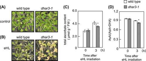 Fig. 3. Sensitivity of dhar3 mutants to photo-oxidative stresses.