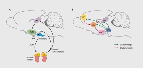 Figure 1. Epigenetic dysregulation in the HPA axis and reward circuitry is implicated in psychiatric disorders. A majority of research on altered epigenetic regulation in depression and other stress-related disorders has focused on changes within the HPA axis (A) and the brain's reward circuitry (B), depicted here in the rodent brain. Studies examining the effects of early-life manipulations on epigenetic regulation of behavior have focused on changes within the HPA axis, in contrast to adult studies, which have concentrated on epigenetic alterations in the reward circuitry. A) Main components of the HPA axis: CRF and AVP from the paraventricular nucleus of the PVN stimulates ACTH release from the anterior pituitary, which induces glucocorticoid (cortisol [human] or corticosterone [rodent]) release from the adrenal cortex. GRs in the HPC and other brain regions mediate negative feedback to reduce the stress response. B) Depicted are the major components of the limbic-reward circuitry: dopaminergic neurons (green) project from the VTA to the NAc, PFC, AMY, and HPC, among other regions. The NAc receives excitatory glutamatergic innervation (red) from the HPC, PFC, and AMY. ACTH, adrenocorticotropic hormone; AMY, amygdala; AVP, vasopressin; CRF, corticotropin releasing factor; GRs, glucocorticoid receptors; HPA, hypothalamic-pituitary-adrenal axis; HPC, hippocampus; PFC, prefrontal cortex; PVN, hypothalamus; VTA, ventral tegmental area.