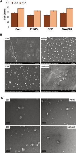 Figure 10 Size, size distribution, and morphological analyses of exosomes. THP-1 cells were treated with PdNPs (15 µM), CSP (10 µM), or GW4869 (20 µM) in RPMI-1640 cell culture medium supplemented with 1% FCS for 24 h. (A) Size distribution of exosomes was determined using DLS and NTA. (B) SEM images of exosomes. (C) TEM images of exosomes. At least three independent experiments were performed for each sample, and reproducible results were obtained.