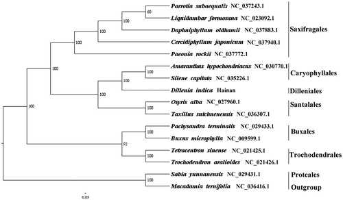 Figure 1. The best ML phylogeny recovered from 16 complete plastome sequences by RAxML. Accession numbers: Dillenia indica Linn. (This study, GenBank Accession number: MH708162), Parrotia subaequalis NC_037243.1, Liquidambar formosana NC_023092.1, Daphniphyllum oldhamii NC_037883.1, Cercidiphyllum japonicum NC_037940.1, Paeonia rockii NC_037772.1, Amaranthus hypochondriacus NC_030770.1, Silene capitata NC_035226.1, Osyris alba NC_027960.1, Taxillus sutchuenensis NC_036307.1, Pachysandra terminalis NC_029433.1, Buxus microphylla NC_009599.1, Tetracentron sinense NC_021425.1, Trochodendron aralioides NC_021426.1; outgroups: Sabia yunnanensis NC_029431.1, Macadamia ternifolia NC_036416.1.