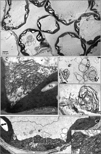 Figure 4. Transmission electron micrographs of cytoplasmic inclusions in chloroplasts of potato virus Y-O (PVYO)-infected tobacco. The 10th leaf above the inoculated leaf was prepared for electron microscopy at 9 days post-infection (dpi). The areas delineated by white rectangles in the top panel are shown at higher magnification in the bottom panels. Scale bars represent as indicated. Pinwheel (pw), starch grain (SG).