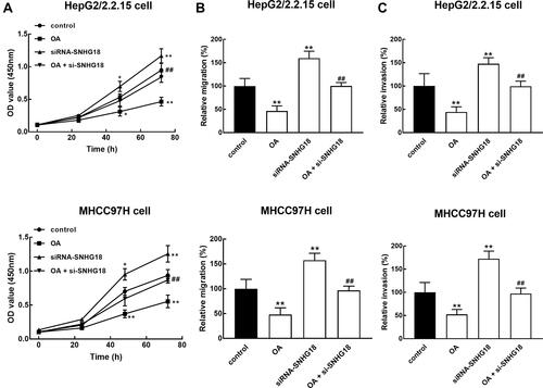 Figure 4 SNHG18 mediated the antitumor effect of OA in HBV-associated HCC. SNHG18 acted as a tumor suppressor of HBV-associated HCC, of which the downregulation exerted significantly promoted effect on cell proliferation (A), migration (B), and invasion (C). While the knockdown of SNHG18 was able to alleviate the inhibition of HBV-associated HCC by OA. *p < 0.05, **p < 0.01 relative to the control group. ##p < 0.01 relative to the treatment of OA (30 μg/mL).