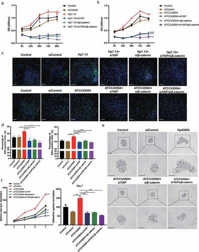 Figure 2. Combined YAP and β-catenin silencing synergistically inhibited cell proliferation and expansion induced by H. pylori. (a, b) After knockdown of YAP and β-catenin alone or in combination, AGS cells were infected with H. pylori strain 7.13 (a) or ATCC43504 (b). Then, the CCK8 assay showed cell proliferation at different time points. ***, P < 0.001; **, P < 0.01; *, P < 0.05. (c, d) AGS cells were transfected with YAP and β-catenin siRNA alone or a combination of YAP/β-catenin and then cocultured with H. pylori strain ATCC43504 or 7.13. An EdU cell proliferation assay was performed. C: Representative images (scale bars, 10 μm); D: the ratio of EdU-positive cells. ***, P < 0.001; *, P < 0.05. (e) Representative images showing spheroids derived from MKN45 cells with individual or combined knockdown of YAP and β-catenin following infection with H. pylori. Scare bars. (f) Quantification of spheroid size and number. ***, P < 0.001; **, P < 0.01.