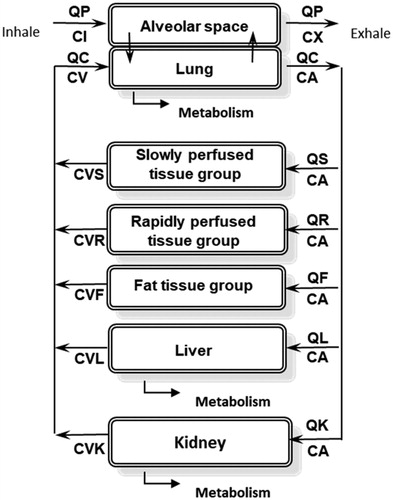 Figure 1. Chloroprene PBPK model diagram. QP: alveolar ventilation; CI: inhaled concentration; CX: exhaled concentration; QC: cardiac output; CA: arterial blood concentration; CV: venous blood concentration; QS, CVS: blood flow to, and venous concentration leaving, the slowly perfused tissues (e.g., muscle); QR, CVR: blood flow to, and venous concentration leaving, the richly perfused tissues (most organs); QF, CVF: blood flow to, and venous concentration leaving, the fat; QL, CVL: blood flow to, and venous concentration leaving, the liver; QK, CVK: blood flow to, and venous concentration leaving, the kidney.