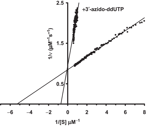 Figure 2.  Lineweaver–Burk representation of complete reaction traces. The slope of the tangent to the progress curves obtained with the E. coli dUTPase before and after inclusion of azido-ddUTP·Mg (40 μM) was obtained pointwise along the curves as the local first derivative. The slopes were used as the reaction rates (ν) resulting at the corresponding concentrations of residual free substrate [S].