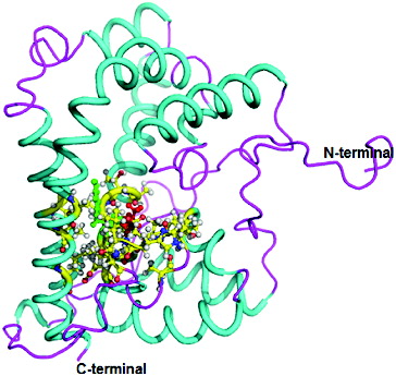 Figure 3. Three-dimensional structure of DehD R134A mutant from Rhizobium sp. RC; 3D structure of R134A mutant showing ball and stick representation of active site residues in yellow, Ala134 in red and Tyr135 in green. (Colour version available online at: www.tandfonline.com/tbeq)