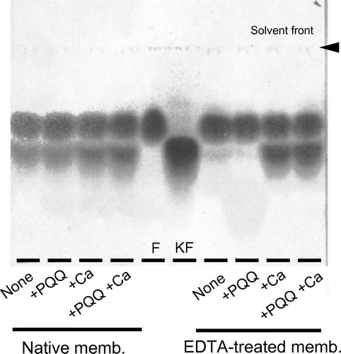 Fig. 2. Effects of EDTA on D-fructose 5-dehydrogenase.