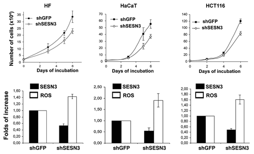 Figure 8. Effect of SESN3 downregulation caused by RNA interference on ROS level and growth of HF, HaCaT and HCT116 cell cultures. In all cases, 2 x 104 cells were seeded into 6-well plates, and cell counts were performed until cell cultures reach monolayer using the hemocytometer (two wells per point). Typical result of one of three experiments is given; means ± SE are shown. At the bottom, average indices of total DCF fluorescence of 104 cells (in each case summarized data of three independent experiments are shown) (white) and of semi-quantitative RT-PCR of SESN3 mRNA (black).