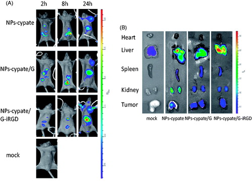 Figure 13. (A) In vivo images of HepG2-tumour bearing mice at 2 h, 8 h and 24 h post-injection of NPs-Cypate, NPs-Cypate/G and NPs-Cypate/G-iRGD. (B) Ex vivo images of heart, liver, spleen, kidney and tumour of HepG2-tumour bearing mice at 24 h post-injection of NPs-Cypate, NPs-Cypate/G and NPs-Cypate/G-iRGD.