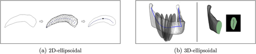 Fig. 3 (a) Illustration of a 2D-ellipsoidal (left) approximated by a perfect 2D-ellipsoidal (right). The solid curve and the bold dot (right) depict the medial curve and medial centroid, respectively. (b) Left: A mandible (without coronoid processes) as an example of a 3D-ellipsoidal with slicing planes. The solid curve is the center curve. Right: A cross-section as a 2D-ellipsoidal including its medial curve.
