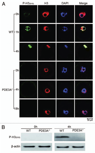 Figure 3 Histone H3 phosphorylation: (A) Oocytes (30 oocytes) were fixed and immunofluoresence performed at antibody dilutions described in methods. In freshly isolated WT oocytes, histone H3 was not phosphorylated at Ser10 (green). In cultured WT oocytes, phosphorylation of histone H3 was initiated within 1 h, and was markedly increased within 4 h, as was histone H3 condensation (an index of chromosomal condensation). In cultured PDE3A-/- oocytes, histone H3 was not phosphorylated at ser10 (green) and chromosome condensation did not occur, even after 18 h.n = 3. (B) At the indicated times, cultured oocytes were harvested, samples (40 WT, 40 PDE3A-/- oocytes) were immediately placed in lysis buffer and lysates were subjected to SDS-PAGE as described in methods. Western Blots demonstrated that after 4 h, histone H3 was phosphorylated at Ser10 in WT oocytes, not in PDE3A-/- oocytes. n = 3 experiments. Bar, 20 µm.