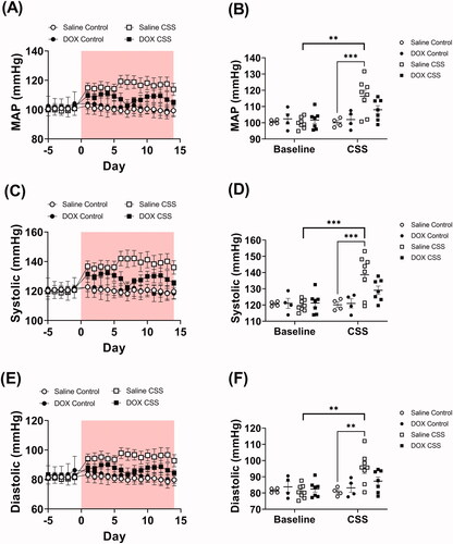 Figure 2. Juvenile exposure to DOX prevented CSS-induced hypertension. Male 5-week-old C57BL/6N mice were administered DOX (4 mg/kg/week) or saline for 3 weeks and allowed to recover for 5 weeks prior to exposure to CSS. Average daily values and average values at baseline and at the end of CSS of (A and B) Mean arterial blood pressure (MAP), (C and D) systolic, and (E and F) diastolic blood pressure recorded by radio telemetry prior to and over the course of CSS (n = 4–8 per group); shaded area on the graphs represents time during CSS protocol. Values are represented as means ± SEM. Statistical analysis was conducted by repeated measures ANOVA followed by Tukey’s HSD post-hoc tests (**p<.01, ***p<.001). Detailed statistical analysis is provided in Supplementary Table 3.