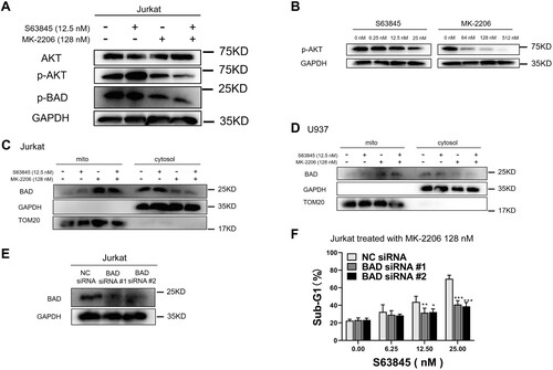 Figure 4. BAD dephosphorylation and translocation induced by MK-2206 is essential for MK-2206-induced sensitization to S63845 in Jurkat cells. (A) After Jurkat cells were incubated with control, S63845 (12.5 nM) alone, MK-2206 (128 nM) alone, or their combination for 24 h, whole cell lysates were prepared and subjected to immunoblotting with antibodies against AKT, p-AKT (Ser473), p-BAD (Ser99) and GAPDH. (B) After Jurkat cells were incubated with increased concentrations of S63845 or MK-2206, whole cell lysates were prepared and subjected to immunoblotting with antibodies against p-AKT (Ser473) and GAPDH.(C-D) 24 h after Jurkat cells (C) or U937 cells (D) were treated with control, S63845 (12.5 nM) alone, MK-2206 (128 nM) alone, or their combination, the indicated cellular fractions were isolated and subjected to immunoblotting for BAD, TOM20 or GAPDH. (E) 24 h after Jurkat cells were transiently transfected with Control or BAD siRNAs, whole cell lysates were subjected to immunoblotting. (F) 24 h after Jurkat cells were transfected with Control siRNA or BAD siRNA (E), cells were treated with 128 nM MK-2206 with or without S63845 (0–25 nM) for another 24 h, then cells were subjected to flow cytometry analysis for sub-G1. Data in F is presented as mean ± SD from three independent experiments.