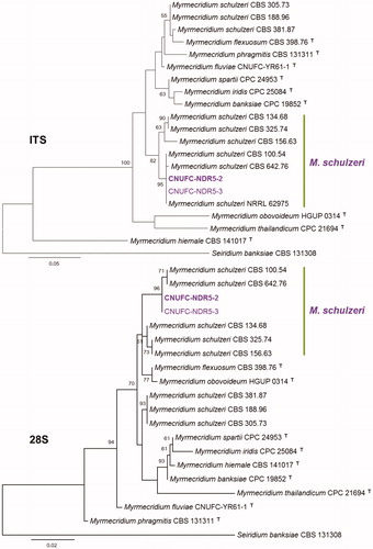 Figure 4. Phylogenetic tree based on ML analysis of internal transcribed rDNA and 28S sequences for Myrmecridium schulzeri CNUFC-NDR5-2 and M. schulzeri CNUFC-NDR5-3. The sequence of Seiridium banksiae was used as an outgroup. Bootstrap support values of ≥50% are indicated at the nodes. The bar indicates the number of substitutions per position.