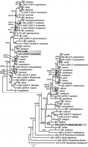 Figure 1. Maximum likelihood phylogeny of the genus Phaeoacremonium based on concatenated alignments of the β-tubulin (TUB2) and actin (ACT) regions. Bootstrap support (≥50%) and Bayesian posterior probability values (≥0.60) are indicated on the branches. Branches with complete support (100/1) are indicated with star symbols (★). Species included in this study are shaded with grey, and strains from this study are indicated in bold font. Clades with multiple strains of the same species have collapsed. Calosphaeria africana (CBS 120,870), Jattaea algeriensis (CBS 120,871), and Wuestineaia molkaiensis (STE-U 3797) were included as outgroup taxa.