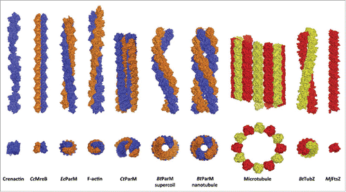 Figure 1. Two views of the structures of filaments formed from the actin (blue/orange) and tubulin (red/yellow) folds. The actins are: the twisted single-stranded crenactin from the archaeon Pyrobaculum calidifontis,Citation33,39 Caulobacter crescentus MreB filament formed from an antiparallel non-twisted pair of strands (CcMreB),Citation23 right-handed eukaryotic F-actin,Citation10 left-handed Escherichia coli ParM from the R1 plasmid (EcParM),Citation35 Clostridium tetani open nanotubules from the pE88 plasmid (CtParM) which are 2 antiparallel related copies of a parallel pair of strandsCitation31 and Bacillus thuringiensis supercoiled antiparallel filaments and nanotubules from the pBMB67 plasmid (BtParM).Citation34 The tubulins are: the eukaryotic microtubule,Citation40 Bacillus thuringiensis TubZ from the pBtoxis plasmid (BtTubZ)Citation41 and Methanococcus jannaschii FtsZ (MjFtsZ).Citation42 In addition the tubulin fold of BtubA/B from Prosthecobacter vanneervenii can form tubules comprised of 5 strands.Citation43