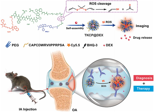 Figure 3 Schematic illustration of the self-assembly of cartilage-targeting nanoparticles for OA treatment. Reproduced from Shen C, Gao M, Chen H, Zhan Y, Lan Q, Li Z et al. Reactive oxygen species (ROS)-responsive nanoprobe for bioimaging and targeting therapy of osteoarthritis. J Nanobiotechnology. 2021;19(1):395 under Creative Commons CC BY License.Citation30