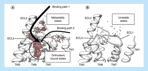 Figure 3. Representation of metastable and transition states along the binding pathway of a G-protein-coupled receptor ligand. (A) The centroid of a GPCR ligand (shown as a small red sphere) populates different metastable states during the binding process, before reaching the orthosteric site. Energetically favored transitions from different metastable states describe complete binding paths (in this example, binding path 1 and 2). (B) Centroids corresponding to energetically unfavorable states (white spheres) are widely dispersed at the extracellular vestibule, indicating the receptor/ligand desolvation as a putative kinetic bottleneck, as proposed in [Citation31].GPCR: G-protein-coupled receptor; ECL: Extracellular loop; TM: Transmembrane.