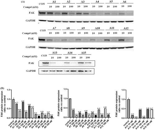 Figure 5. FAK-degrading efficiency of PROTACs A1–A15 in A549 cells (A) FAK levels in response to dose escalations of A1–A15 in the A549 cell line after treatment for 12 h, with glyceraldehyde-3-phosphate dehydrogenase (GAPDH) used as the loading control. The experiments were repeated three times, and representative images were selected. (B) FAK protein expression ratio vs control.