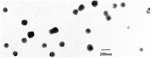 Figure 3. Transmission electron microscopy micrographs of Am80-PEG-NLC.
