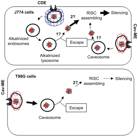 Figure 7 Internalization pathways for siRNA/G7 dendriplexes in J774 and T98G cells. (1) Unknown mechanism of cytoplasmic delivery. (2) Unknown mechanism of dendriplex dismantling.Note: Thick arrows indicate favored uptake or silencing expression.Abbreviations: cav-ME, caveolin-mediated endocytosis; CDE, clathrin-dependent endocytosis; RISC, RNA-induced silencing complex.