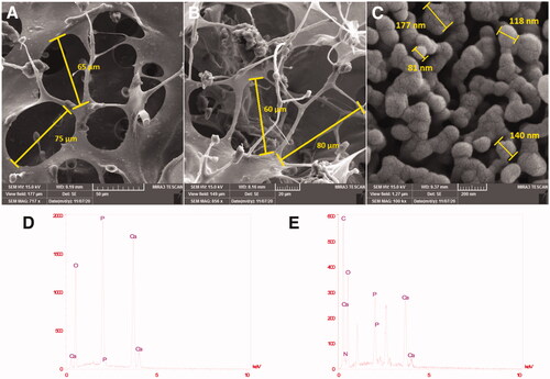 Figure 1. FE-SEM image of synthesized nanoparticles, scaffolds, and the corresponding diameter distributions (A) PCL-PEG-PCL-Col; (B) PCL-PEG-PCL-Col/nHA; (C) Nano hydroxyapatite particles. EDX; (D) synthesized nano-hydroxyapatite particles; (E) PCL-PEG-PCL-Col/nHA.