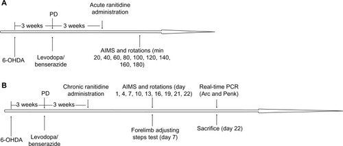 Figure 1 Protocol for the experiment. (A) Acute and (B) chronic ranitidine administration in dyskinetic rats.