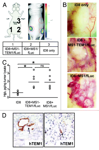 Figure 2. Characterization of the in vivo chimeric vascular-tumor graft model. Chimeric grafts were produced in nu/nu mice by s.c. injection of 106 ID8 cells alone or by implantation of 5 × 106 MS1-TEM1/fLuc or control MS1/fLuc cells mixed with 5 × 105 ID8 tumor cells in 100 μL of serum-free cell culture media. (A) Optical imaging detects chimeric ID8 tumors enriched with MS1/fLuc and MS1-hTEM1/fLuc endothelial cells, while as expected, ID8 tumors lacking MS1/fLuc cells could not be visualized. (B) Representative images of gross vascularization of ID8 tumors alone or those tumors enriched with MS1/fLuc or MS1-hTEM/fLuc endothelial cells. (C) Hemoglobin content of ID8 tumors with or without additional MS1 endothelial cells (n = 7). *P < 0.05; ns, no significance by Student t test. (D) Immunostaining (IHC) with biotinylated TEM1 mAb MORAb-004-biotin shows TEM1-staining of MS1-TEM1/fLuc cells forming capillaries (arrowhead, D).