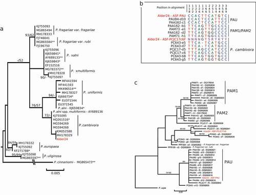 Fig. 2 Phylogenetic identification of Phytophthora cambivora (Alder24) isolated from the red alder rhizosphere. A, Maximum-likelihood phylogenetic tree constructed from a 821 bp nucleotide alignment of the internal transcribed spacer regions (ITS) of the nuclear rDNA including reference sequences for closest homologs to Alder24 retrieved from the NCBI database (with Genbank accession number; *, voucher specimen; **, type and ex-type specimen); Numbers above nodes are statistical support values obtained from 100 bootstrap samples in Maximum parsimony/Maximum likelihood. B, Nucleotide alignment of polymorphic sites in ASF-like alleles sequenced with the ASF-PAU-F/ASF-E2-2 R and ASF- PCJC17c6-F/ASF-E2-2 R primer pairs; the ASF-like alleles sequenced in the Alder24 culture are indicated in red; PAU, P. uniformis cluster; PAM1 and 2, P. xmultiformis clusters as described in Ioos et al. (Citation2006). C, Maximum-likelihood phylogenetic tree constructed from a 411bp nucleotide alignment of ASF-like alleles obtained for Alder24 and related ASF-alleles for the PAU, PAM1, PAM2, P. cambivora clusters described in Ioos et al. (Citation2006); Numbers above nodes are statistical support values obtained from 100 bootstrap samples in Maximum parsimony/Maximum likelihood.