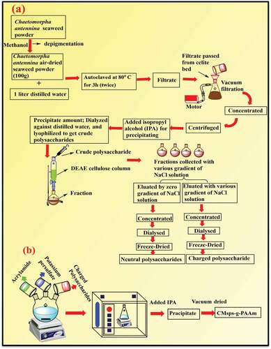 Figure 1. (a) Flow chart of isolation of polysaccharide and their purification and (b) the microwave mechanistic approaches of grafting reaction.